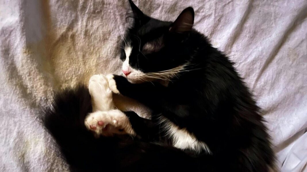 Tac al gatto in ospedale, chiesti tre rinvii a giudizio