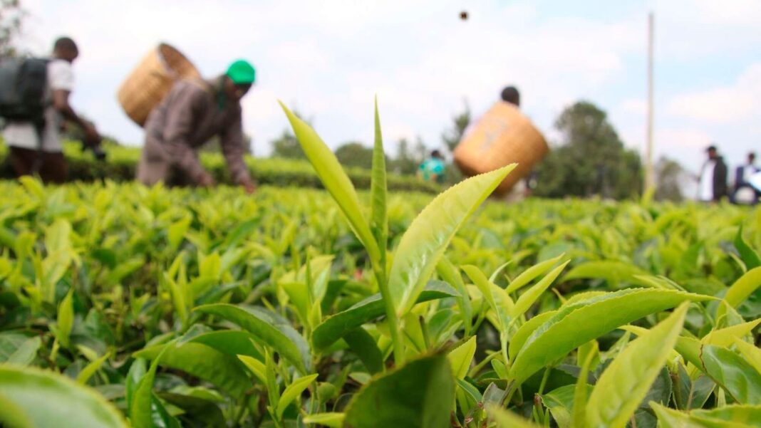 Come i capi del KTDA danneggiano il mercato con inondazioni di forniture di tè di scarsa qualità