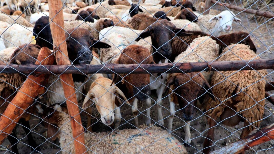 La vaccinazione di massa del bestiame è un passo fondamentale verso la crescita