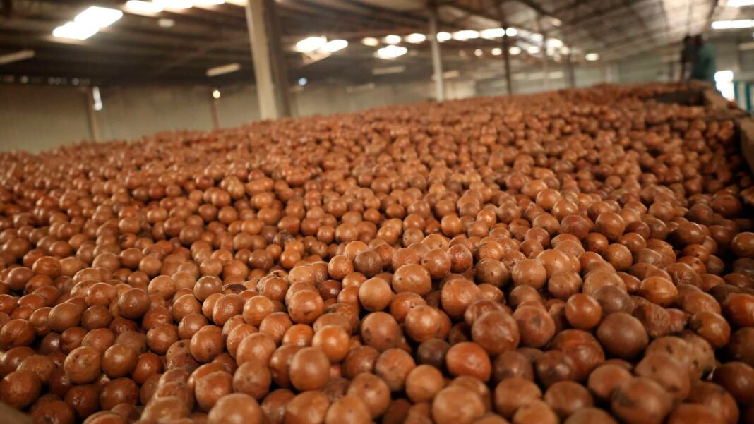 Gli occhi del Kenya si spostano verso l’India per incrementare le sue traballanti esportazioni di macadamia