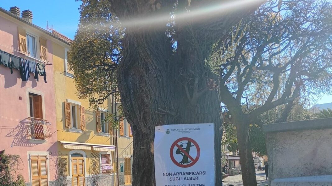A Sestri Levante arriva la 98ma ordinanza: non ci si può arrampicare sugli alberi – Notizie