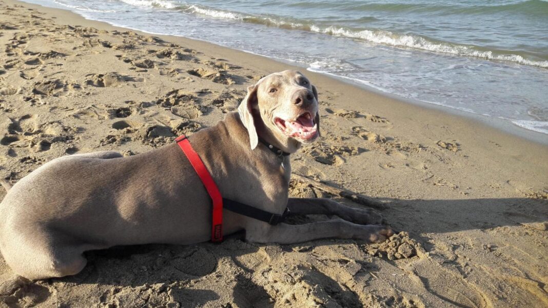 Allarme caldo, ecco le razze di cani più rischio e come prevenire i colpi di calore