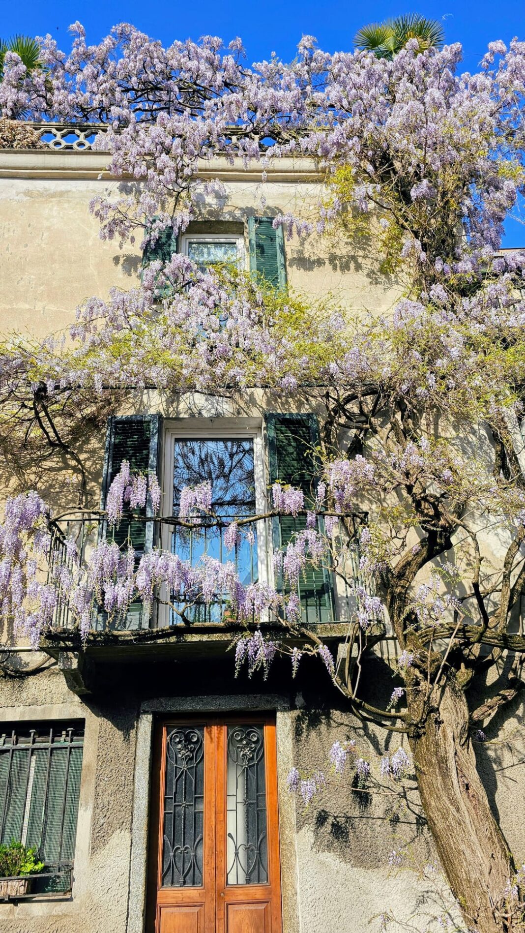 Best Places to See Wisteria in Bloom at Lake Como