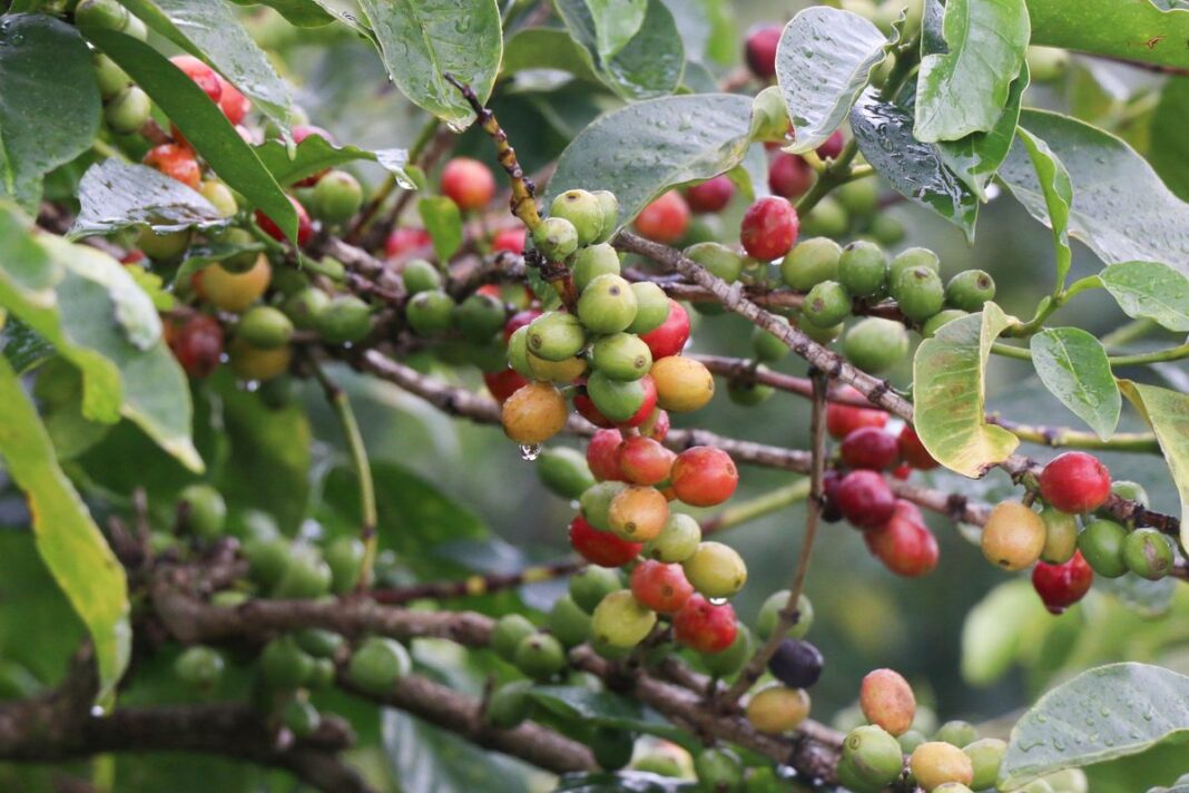 Il mugnaio di caffè Thika perde un credito di 32 milioni di scellini sui prestiti “trappola del debito” agli agricoltori